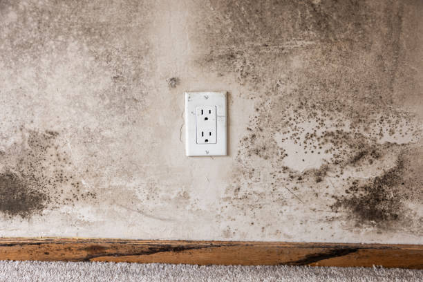  Dansville, NY Mold Removal Pros