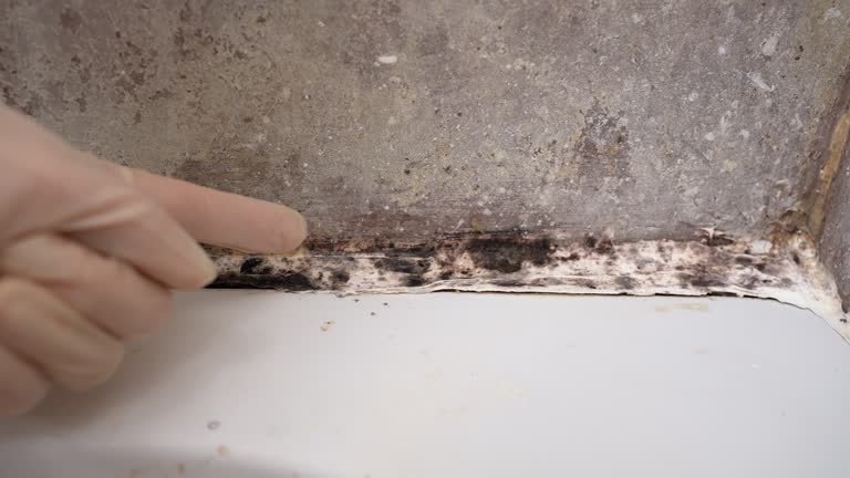 Best Biohazard Mold Removal  in Dansville, NY